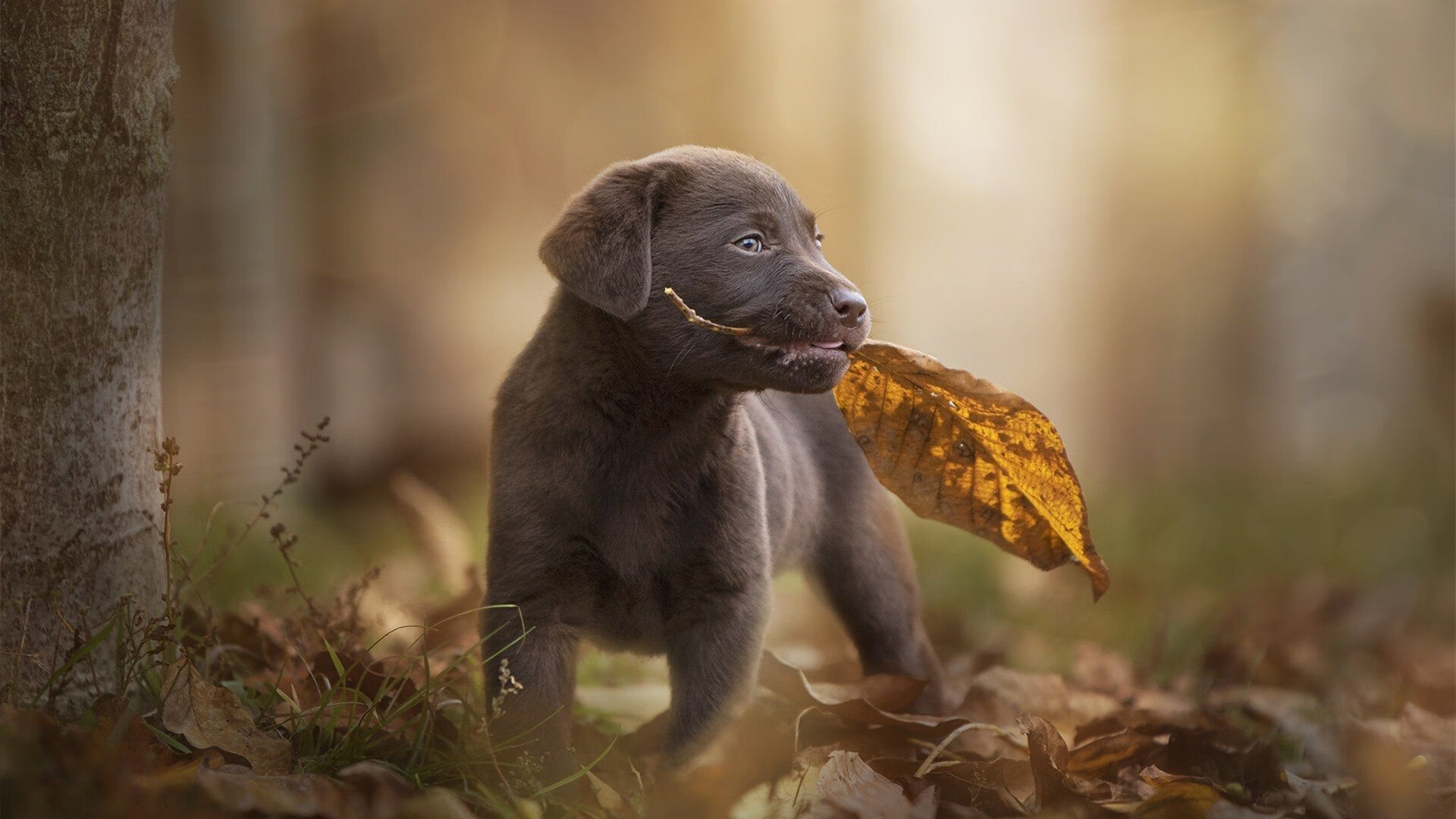 中国职业篮球俱乐部青训体系优化方案，篮球青训队
