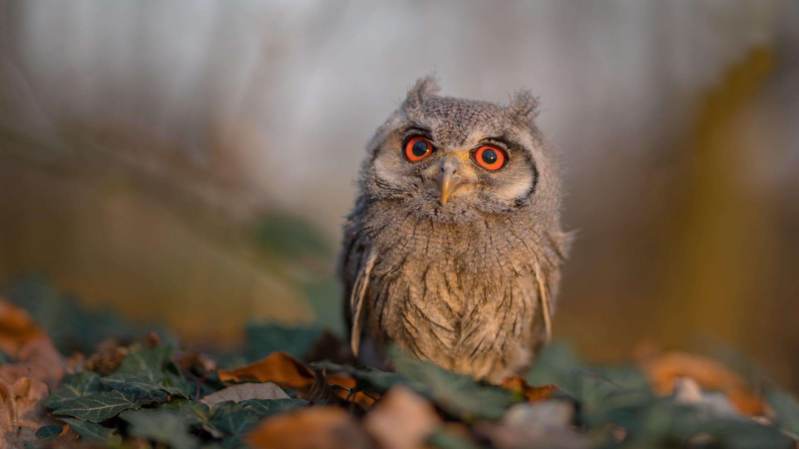 业内人士认可樊振东反手技术，状态稳步提升，樊振东反手是世界上最强的吗