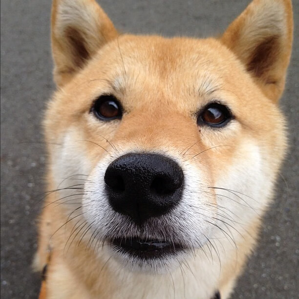 中国放弃WTO特殊待遇，会影响中企国际竞争力吗？，中国会退出wto吗