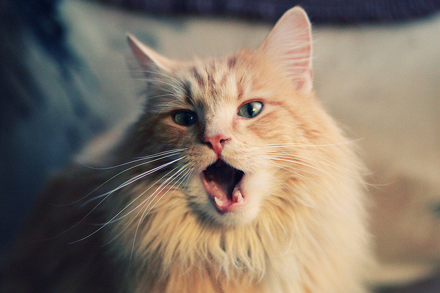 伤病频繁，新疆球迷最心疼这个后卫，新疆男蓝后卫